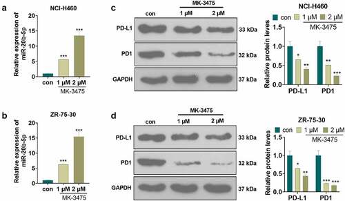 Figure 2. The effect of Pembrolizumab on miR-20b-5p and the PD-L1/PD1 pathway Tumor cells (NCI-H460 and ZR-75-302) were handled with Pembrolizumab (1 and 2 µM) for 24 hours. a-b. qRT-PCR examined the miR-20b-5p expression. d-f. The PD-L1/PD1 pathway expression was monitored by WB. c-d. The transfection validity of miR-20b-5p was examined by qRT-PCR. nsP>0.05, *P < 0.05, **P < 0.01(vs.con group). n = 3.