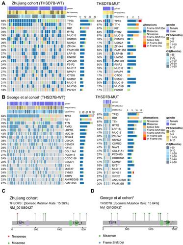 Figure 3 Mutational landscape of THSD7B-MUT and THSD7B-WT and the characteristics of THSD7B mutations at the protein level. (A and B) The mutational landscape shows the top 20 high-frequency mutant genes in THSD7B-MUT and THSD7B-WT (Zhujiang cohort and George et al cohortCitation1). Gender, PFS time, and OS time were noted. Genes with significantly different mutation frequencies have been marked (Fisher’s exact test, P<0.05,“*”; P<0.01,“**”). (C and D) The lollipop plot shows the characteristics of THSD7B mutation at the protein level (Zhujiang cohort and George et al cohortCitation1).