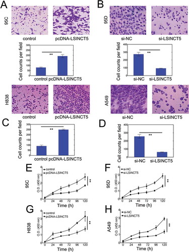 Figure 3. LSINCT5 advances migration and viability in vitro. (A) Transwell migration assay for 95C cells transfected with either pcDNA3.1 (pcDNA) or pcDNA-LSINCT5. (B) Transwell migration assay for 95D cells transfected with either si-NC or si-LSINCT5. (C) Transwell migration assay for H838 cells transfected with either pcDNA3.1 (pcDNA) or pcDNA-LSINCT5. (D) Transwell migration assay for A549 cells transfected with either si-NC or si-LSINCT5. Quantification results were shown at bottom in panels (A-D). **: P < 0.01. CCK-8 viability assays for 95C (E), 95D (F), H838 (G) and A549 (H) cells. **: P < 0.01. 95C and H838 cells were transfected with either pcDNA or pcDNA-LSINCT5. 95D and A549 cells were treated with either si-NC or si-LSINCT5 as indicated