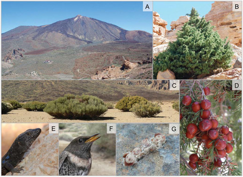 FIGURE 3. The seed dispersal system of the endemic Juniperus cedrus in the Teide National Park. (A) General overview of El Teide volcano, (B) individual of Juniperus cedrus in its current habitat, (C) landscape of the current scrub of Spartocytisus supranubius, (D) J. cedrus mature female cones, (E) the disperser endemic lizard Gallotia galloti, (F) the disperser migratory ring-ouzel Turdus torquatus, and (G) a T. torquatus dropping containing J. cedrus seeds. Photos: A, B, and D-G by B. Rumeu; C by J. Seoane.