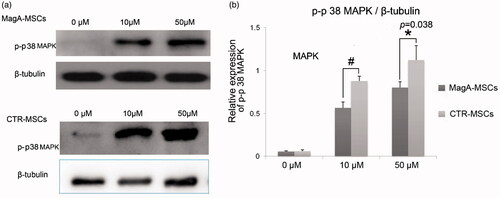 Figure 7. The expression of p-p38 MAPK of MSCs. (a) Immunoblot analyses of p-p38 MAPK in MagA-MSCs and control cells. (b) The relative expression level of p-p38 MAPK. The x axis of (b) is the concentration of extracellular iron supplement. Date are the mean ± SEM (*p < .05, #p < .01, n = 5).