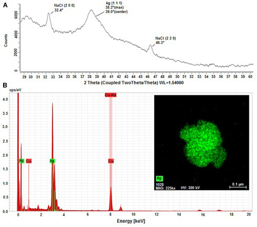 Figure 4 Powder X ray diffraction (PXRD) and Energy-dispersive X-ray spectroscopy (EDS) analysis of AgNP-GP; (A) PXRD patterns of evaporated AgNP-GP residue. Figure shows the main PXRD peak for Ag metal and the other two peaks are for NaCl which is present as a contaminant on the surfaces of the glass slides and likely entered the sample during evaporation. All peaks are shifted by +0.7–0.8° from their literature values, which indicates a sample displacement error of +0.2 cm. The NaCl peaks serve as an internal standard and clearly demonstrate the significant particle size broadening of the Ag peak; (B) EDS spectra of AgNP-GP. The insert image shown corresponds to the Ag elemental mapping confirming that AgNP-GP particles are made up of Ag in combination of the HRTEM image of the particle where the EDS map was done.