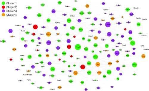 Figure 5. The interaction networks of the overlapped DEGs product proteins. Different colors represent different clusters, and the size of nodes indicates the degree in the networks.