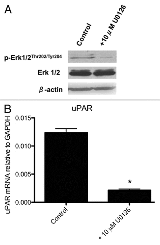 Figure 1 Effect of the MEK inhibitor U0126 on ERK1/2 phosphorylation (A) and uPAR mRNA levels (B) in BCPAP cells. Cells were treated with 10 µM U0126 for 12 hours, at which point protein and RNA were collected for immunoblotting or qRT-PCR, respectively, as described in Materials and Methods. uPAR mRNA levels are expressed as a fraction relative to GAPDH expression (i.e., 2−ΔCt). *indicates a significant (p < 0.05) decrease in uPAR mRNA levels relative to control BCPAP cells.