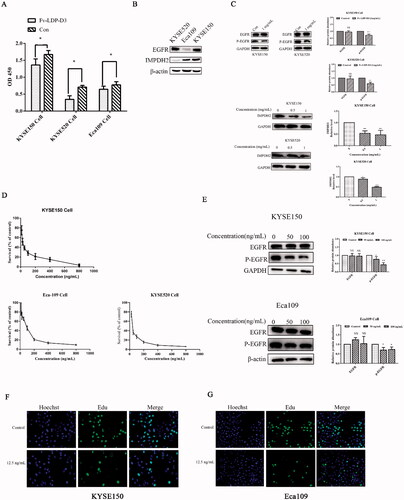 Figure 3. Analysis of Fv-LDP-D3 and Fv-LDP-D3-AE bioactivity. (A) Fv-LDP-D3-induced inhibition of KYSE150, KYSE520, and Eca109 cell proliferation, as determined by CCK8 assay. (B) EGFR and IMPDH2 expression in different esophageal cancer cell lines were determined by western blot analysis. (C) Western blot analysis of EGFR and IMPDH2 expression in KYSE150 and KYSE520 cells treated with Fv-LDP-D3 for 24 h. (D) The cytotoxicity effects of Fv-LDP-D3-AE in different esophageal cancer cell lines were evaluated by CCK8 assays. (E) KYSE150 and Eca109 cells were treated with different concentrations of Fv-LDP-D3-AE for 24 h. Western blot analysis of EGFR and phosphor-EGFR expression. (F,G) The effect of Fv-LDP-D3-AE on the proliferation of KYSE150 and Eca109 cells was determined by EdU staining assays (Photo multiple, ×200). Results are reported as means ± standard deviation (SD) (n = 3). NS: no significance, *p < 0.05, **p < 0.01, ***p < 0.001 versus control group.