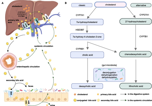 Figure 1 The Bile Acid Metabolism figure for human (created with BioRender.com.) (A) illustrates the metabolic pathways of BAs in the hepatic-intestinal and circulatory systems and (B) offers a succinct summary of the key steps in BA metabolism. Cholesterol is converted to primary acids by the classic and alternative pathways. In the classic pathway, with the existence of CYP7A1 and HSD3B7, cholesterol is metabolized to 7α-hydroxycholesterol and C4 successively. C4 is the precursor of CDCA and CA. In the alternative pathway, cholesterol is biotransformed into 27-hydroxycholesterol and CA with the presence of CYP27A1 and CYP7B1. Primary BAs were stored in the gallbladder and secreted into the bile duct after food intake via BESP and MRP2 in conjugated forms. BAs in bile duct could be reabsorbed by the cholangiohepatic shunt directly. Conjugated BAs experienced deconjugation, dehydrogenation, and dihydroxylation reactions by variable bacteria to form LCA and DCA. BAs could enter systemic circulation via OSTα and OSTβ to be reabsorbed by enterohepatic circulation. A small amount of BAs will be excreted from the body in the form of faeces and urine.