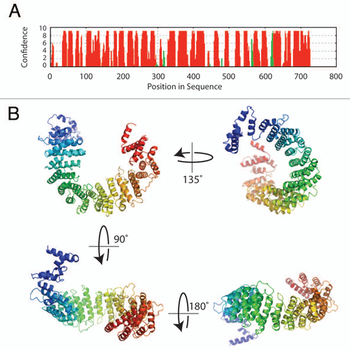 Figure 2 Sequence analysis and structure prediction of Norbin. (A) Secondary structure prediction of Norbin. The full length amino acid sequence of Norbin was analyzed using PsiPReD (v2.6). (B) Norbin helical fold architecture. The helical HEAT repeats detected in the Norbin sequence by fold recognition methods were used to build a plausible three-dimensional structure of human Norbin using comparative modeling techniques.Citation16 The seventeen helical repeats shown in (B) (colored in a blue-to-red N-terminal to C-terminal gradient, respectively) form a curved structure with a well defined inner (or concave) surface that forms the likely area of protein interaction.