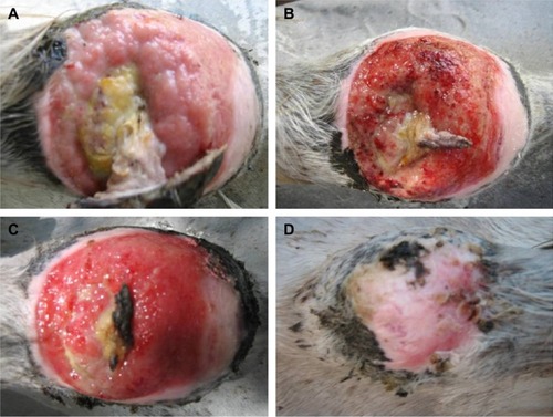 Figure 5 Efficiency of the combined therapy of silver nanoparticles (AgNPs) with blue light in the treatment of antibiotic-unresponsive chronic wound in an infected horse.Notes: A 13-year-old female thoroughbred horse suffering antibiotic-unresponsive chronic skin wound on its back was treated with AgNPs in combination with blue light. The photos show the wound before treatment (A), and after 1 (B), 2 (C), and 4 weeks (D) of treatment. Note that the wound completely healed after 4 weeks of treatment.