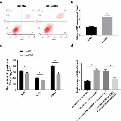 Figure 7. CD81 overexpression contributed to the effect of Tregs on LPS-induced injury of lung epithelial cells.