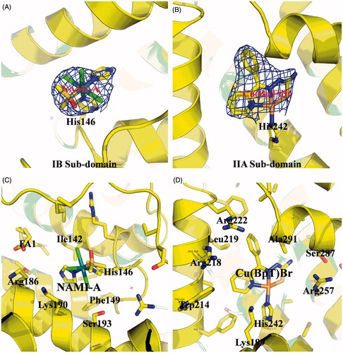 Figure 2. (A) and (B) Experimental sigmaA weighted 2Fo-Fc electron density map of Ru and Cu compounds at IB subdomain and IIA subdomain of HSA, respectively. (C) and (D) Structural binding environment of Ru and Cu compounds at IB subdomain and IIA subdomain of HSA, respectively. The amino acid chains that are close to the drug molecules are shown as sticks.