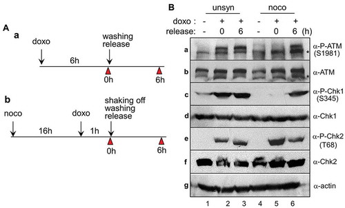 Figure 1. ATM and Chk1/2 activate during recovery from DNA damage. (A) Experimental design for the induction of DNA damage and recovery in unsynchronous (a) and mitotic cells (b). Cells were harvested for indicated times (arrowhead). doxo and noco indicate doxorubicin and nocodazole, respectively. (B) Activation of DNA damage indicators following the doxorubicin treatment of cells that were subsequently regrown in fresh media. Unsynchronous (unsyn) and mitotic cells (mitotic) were treated with doxorubicin and released into fresh media for indicated time. The indicated proteins and their phosphorylated epitopes were detected by immunoblotting. 1 and 4, no treatment with doxorubicin; 2 and 5, immediately after treatment with doxorubicin; 3 and 6, washing and regrown for 6 h. Asterisk (*) indicates nonspecific signals recognized by ATM antibodies.