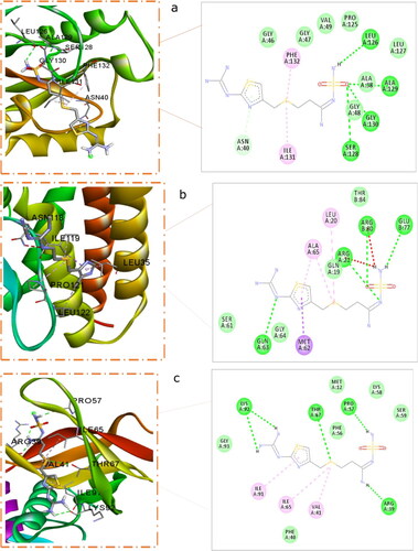 Figure 1. Binding of Famotidine to non-structural proteins, (a) Famotidine binding to NSP3 binding site, (b) Famotidine binding to NSP7-8 complex, (c) Famotidine binding to NSP9 complex.