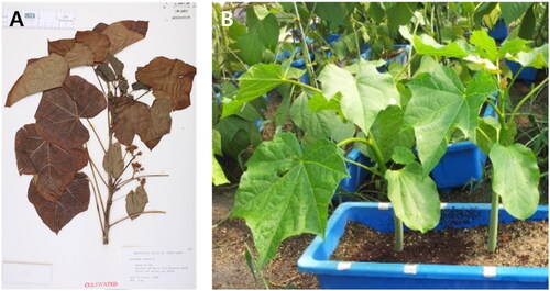 Figure 1. The specimen and picture of the Jatropha curcas L. The specimen of J. curcas was deposited at the Atlas of Florida Plants, operated by the Institute for Systematic Botany at the University of South Florida (https://Florida.plantatlas.usf.edu/Default.aspx) under the accession number: 106202 (A). Picture of J. curcas was taken and provided by Won Joo Hwang (B).