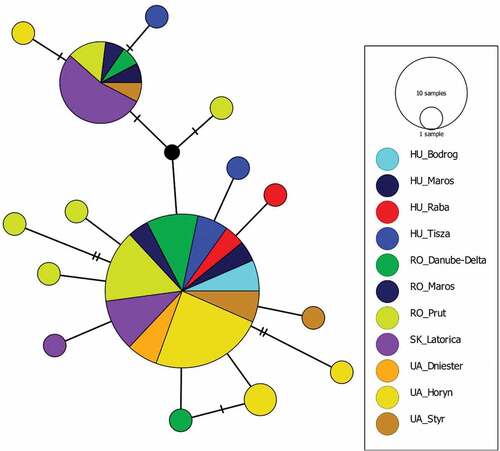 Figure 5. Median-Joining haplotype network generated for the concatenated dataset using PopArt 1.7. Each circle represents a unique haplotype and circle size is proportional to the number of samples observed for that haplotype. The number of mutations is represented by hatch marks on the lines. Colors correspond to different rivers.