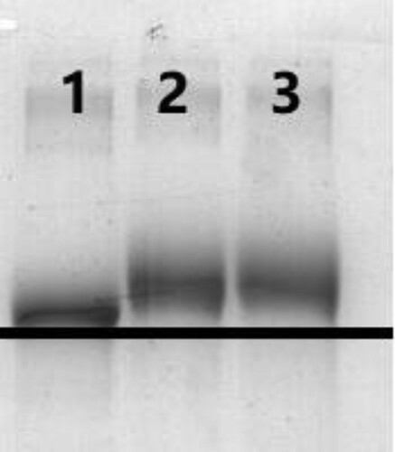 Figure 2. Polycrylamide gel electrophoresis image of coating antigen (1:BSA; 2: SAL-BSA (1:30); 3: SAL-BSA 1:60).