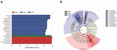 Figure 6. The Linear Discriminant Analysis Effect Size (LEfSe) of 3- and 6-month-old Itgb6−/−and WT mice.