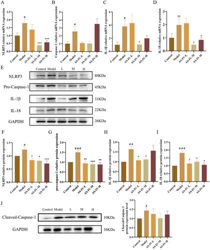 Figure 8. AS-IV inhibited hepatic inflammation in mice with acute alcohol-induced liver injury through NLRP3/Caspase-1 signaling pathway (n = 6–9). (A–D) the mRNA expression of NLRP3, caspase-1, IL-1β, and IL-18 in liver. (E–J) protein expression of NLRP3, Pro-Caspase-1, IL-1β, IL-18, and Cleaved-Caspase-1 in liver assayed by western blotting, and presented as fold change relative to control. The same internal reference GAPDH bands were used in Figures 3(A) and 8(J). The data are represented as means ± SEM. #p < 0.05, ##p < 0.01, and ###p < 0.001 vs. control group, *p < 0.05, **p < 0.01, and ***p < 0.001 vs. model group.