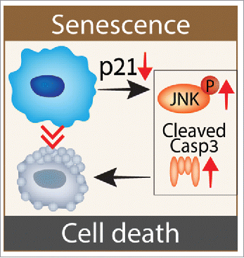 Figure 1. p21 maintains the viability of DNA damage-induced senescent (DIS) cells in a caspase-dependent and JNK-dependent manner. Following p21 knockdown, senescent cells attempt to enter the cell cycle, but fail and activate DNA damage response and NF-κB pathways.Citation6 This activation further leads to JNK-phosphorylation and cleavage of the pro-apoptotic Caspase-3, which are necessary for cell death induction by p21 knockdown.