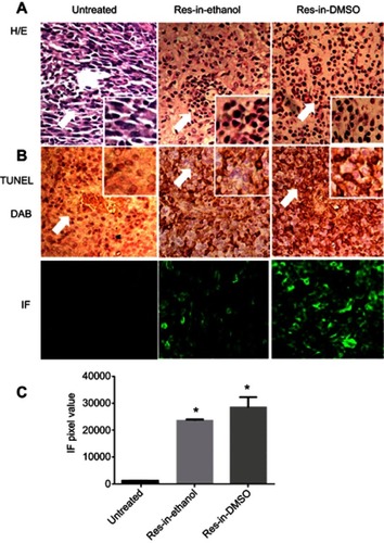 Figure 4 Resveratrol induces apoptosis in ovarian cancer tissues. (A) H&E morphological staining revealed more aggressive tumor growth of the untreated group. Extensive cell death was found in tumor tissues of both Res-in-ethanol and Res-in-DMSO groups. Arrows indicate regions with higher magnification in insets (×40). (B) DAB colorization and IF labeling of apoptotic cells in resveratrol-treated orthotopic tumor tissues by a TUNEL apoptosis assay (×20). Arrows indicate regions with higher magnification in insets (×40). (C) ImageJ x2-based evaluation of TUNEL immunofluorescent pixel values of untreated tumor tissues and the tumor tissues treated by Res-in-ethanol and Res-in-DMSO. ANOVA was used to validate these data. *P<0.01 in comparison with untreated tumor tissues.Abbreviations: DAB, 3,3-diaminobenzidine tetrahydrochloride ; IF, immunofluorescence; Res, resveratrol.
