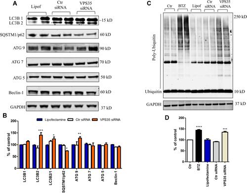 Figure 2 VPS35 silencing alters autophagy and promotes accumulation of poly-ubiquitinylated proteins in brain endothelial cells. The hCMEC/D3 cells were transfected with VPS35 or Ctr siRNA for 48 hrs, then cell lysates were harvested for biochemistry. (A) Representative Western blot analysis for LC3B, SQSTM1/p62, ATG9, ATG7, ATG5, and Beclin-1. (B) Densitometric analysis of the immunoreactivity to the antibodies shown in (A) (***p < 0.001 vs Lipofectamine; **p < 0.01 vs Lipofectamine; *p< 0.05 vs Lipofectamine). Results are mean ± SEM. (C) Representative Western blot analysis for ubiquitin, in cells lysates transfected as previously described. (D) Densitometric analysis of the immunoreactivity to the antibody shown in (C) (***p < 0.001 vs Lipofectamine), (****p < 0.0001 vs Lipofectamine). Results are mean ± SEM (N = 2 per group, three individual experiments).