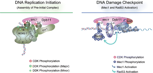 Figure 1. The roles of Dpb11 in DNA replication initiation and DNA damage checkpoint. The four BRCT domains of Dpb11 are depicted as 2 tBRCT pairs (BRCT1-2 and 3–4). As described in the text, Dpb11 binds Sld2 and Sld3, both phosphorylated by S-CDK, during DNA replication initiation (left panel).Citation13,14 Dpb11 also interacts with GINS and Pol epsilon. Sld3, in complex with Cdc45, recognizes and interacts with MCM that is phosphorylated by DDK (Dbf4-dependent kinase).Citation16,17 MCM, Cdc45 and GINS form the CMG complex that catalyzes template strand unwinding during replication.Citation129 In DNA damage checkpoint (right panel), Dpb11 binds 9-1-1 that is located at 5′ ss- and ds-DNA junction and phosphorylated by Mec1.Citation24,26 Dpb11 also binds to CDK-phosphorylated Rad9, which can associate with chromatin by interacting with γH2A and H3 with K79 methylation (not depicted here).Citation25,26 Subsequently Mec1 is activated by Ddc2, Ddc1 of the 9-1-1 complex, and the AAD (ATR-activation domain) of Dpb11.Citation29,30,130 Mec1 then phosphorylates and activates Rad53, which is recruited to DNA lesion sites by its association with phosphorylated Rad9.Citation31,32