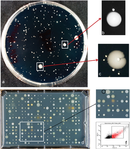 Figure 1. Screening for uncultured isolates. (a) Serial dilution spread plate of bacteria from dental plaque. (b, c, e) Small colonies growing in proximity of larger colonies. These small colonies were picked and either spread or streaked onto fresh media plates for identifying dependent bacteria. (d) Cell sorting plate with 384 events from dental plaque sorted onto the plate. (f) The selected population (P1) from dental plaque for sorting.