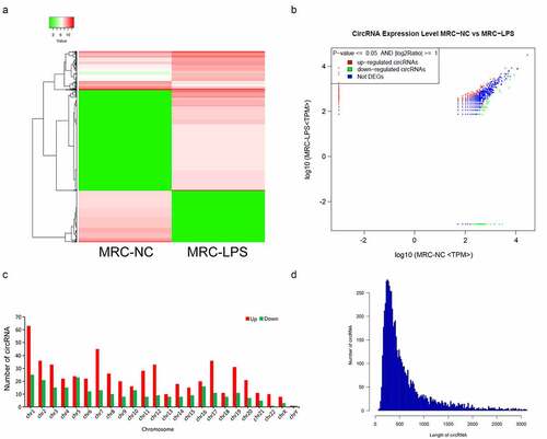 Figure 2. Differential expression profile of circRNAs in LPS-induced and non-induced MRC-5 cells. (a) The expressions of circRNAs in LPS-induced and non-induced MRC-5 cells were presented using the hierarchical clustering analysis in red (high expression) and green (low expression). (b) Volcano plot of differential circRNAs in LPS-induced and non-induced MRC-5 cells. (c) Histogram exhibited the number of differential circRNAs on each chromosome. (d) The length distribution of differential circRNAs in LPS-induced and non-induced MRC-5 cells