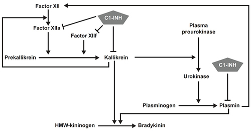 Figure 1 Production of bradykinin through kallikrein-dependent reactions. Reprinted from J Allergy Clin Immunol, Vol 126, no 5, Kaplan AP, Enzymatic pathways in the pathogenesis of hereditary angioedema: the role of C1 inhibitor therapy, pp918-925, Copyright 2023, with permission from Elsevier.Citation17