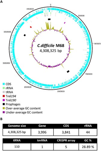 Figure 4. A. Circular representation of the genome of C. difficile strain M68 (RT 017, ST 37, GenBank accession number NC017175.1). From outside to inside, the concentric circles represent (1) and (2) all coding sequences (CDS) transcribed in clockwise and counter-clockwise, (3) all rRNA, (4) all tRNA, (5) transposons (Tn6194 containing ermB gene represented in red and Tn6190 containing tetM gene represented in purple) and prophages (counterclockwise from top; ΦCDHM19 [58,163 bp, GC% = 31.34%], ΦCDHM13 [39,325 bp, GC% = 29.34%], and ΦMMP01 [55,106 bp, GC% = 28.87%]), and (6) GC content. B. Key characteristics of the genome.