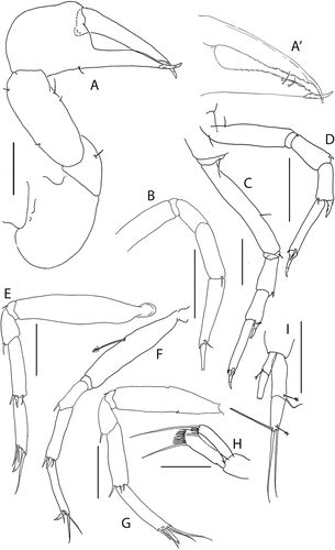 Figure 12. Beksitanais vanhoeffeni sp. nov., (a), cheliped; A’, detail of chela; (b), pereopod-1; (c), pereopod-2; (d), pereopod-3; (e), pereopod-4; (f), pereopod-5; (g), pereopod-6; (h), pleopod; (i), uropod. Scale lines = 0.1 mm