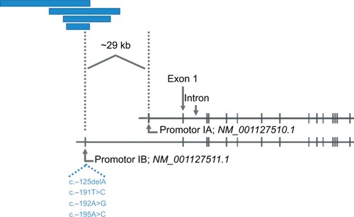 Figure 4 Selective loss of APC gene promotor IB function by large genomic deletions or point mutations.