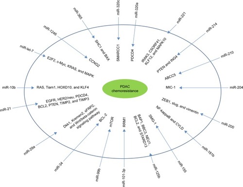 Figure 1 The mechanisms through which miRNAs induce chemoresistance.