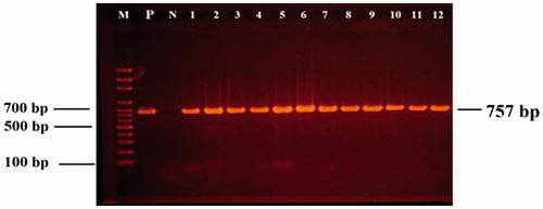 Figure 1. 16S rDNA PCR products (757 bp): Lane M: 100 bp DNA marker; Lane P: positive control; Lane N: negative control; Lanes 1–12: LAB isolates.