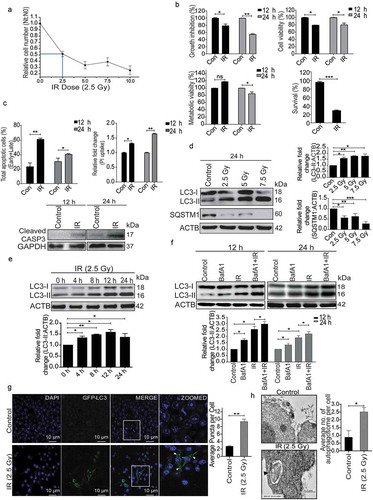 Figure 1. Radiation induces autophagy in RAW 264.7 cells. (a) RAW 264.7 cells were exposed to different doses of IR ranging from 0 to 10 Gy, 24 h post-irradiation cells were counted, and relative growth was calculated with respect to unirradiated control cells. The graph represents growth of irradiated cells relative to unirradiated control. LD50 of these cells was found to be 2.5 Gy. Data is representative of 3 independent experiments. (b) RAW 264.7 cells were exposed to 2.5 Gy IR and processed for growth inhibition kinetics, cell viability and metabolic viability. Cells were counted for growth inhibition or processed by sulphorhodamine-B (SRB) or MTT for cell and metabolic viability respectively after 12 and 24 h. For the clonogenic assay, cells were exposed to 2.5 Gy radiation and were incubated at 37°C to form colonies. Upper left, and right panel represents growth inhibition and cell viability (by SRB assay) whereas lower left and right panel represent metabolic viability and clonogenicity. (c) Upper left panel: A bar graph showing results from ANXA5-PI assay in irradiated vs normal cells. Upper right panel: A bar graph showing mean fluorescence intensity of propidium iodide uptake in irradiated samples as compared to unirradiated control cells using flow cytometry at 12 and 24 h post-IR exposure. Lower Panel: Western blot analysis of cell lysate obtained at 12 and 24 h post-irradiation. Blots were probed with intrinsic apoptosis marker, cleaved CASP3, GAPDH was used as loading control. (d) Lysates from RAW 264.7 cells exposed to increasing IR doses ranging from 0–7.5 Gy were resolved by SDS-PAGE and blotted onto PVDF membranes, followed by immunoblotting with LC3- and SQSTM1-specific antibodies. Each blot is representative of 3 independent experiments. The graphs show quantitation of band intensities (relative to ACTB) from 3 independent experiments. (e) The kinetics of autophagy induction in RAW 264.7 cells was explored by Western blot analysis of LC3-II levels (relative to ACTB) in whole cell lysates. The graph shows quantification of band intensities (relative to ACTB) from 3 independent experiments. (f) In order to study autophagic flux, cells were irradiated, and BafA1 (100 nM) was added 2 h before harvesting. Samples were analyzed after 12 and 24 h. The graph shows quantification of band intensities (relative to ACTB) from 3 independent experiments. (g) EGFP-LC3 puncta were analyzed through confocal microscopy (63X magnification) in irradiated RAW 264.7 cells. Briefly, after 24 h post-transfection with pEGFP-LC3, RAW 264.7 cells were treated with 2.5 Gy ionizing radiation and images were captured 12 h post-irradiation. Puncta were counted using ImageJ from at least 3 fields per experiment. Arrows indicate puncta post-irradiation. Also, the difference in morphology of irradiated cells can be seen in the represented image. The graph on the right represents EGFP-LC3-positive puncta per cell after radiation exposure as compared to control (**P < 0.01, IR vs control). (h) Electron microscopy-based detection of autophagosome in RAW 264.7 cells. Electron micrographs of control and radiation-exposed cells were taken at 12 h post-irradiation. Arrowhead in the representative micrograph shows the autophagosome. Autophagosomes were counted manually from at least 3 fields per experiment. The graph on the right represents an average number of autophagosomes/cell after radiation exposure as compared to control (*P < 0.05, IR vs control). Molecular mass is represented by kDa (kilodalton).