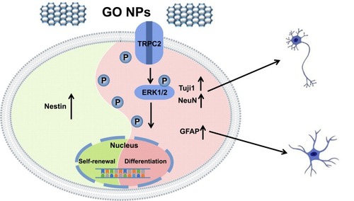 Figure 8 Schematic representation summarizing the role of graphene oxide nanoparticles on the self-renewal and differentiation of mNSCs.