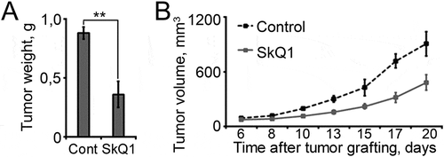 Figure 5. SkQ1 effected tumour growth of RD cells in xenograft nude mouse model. A. SkQ1 (250 nM/kg, once every 2 days, 20 days after tumour grafting) downregulated the weight of subcutaneous tumours in xenograft nude mouse model. B. SkQ1 (250 nM/kg, once every 2 days) downregulated volume of subcutaneous tumours in xenograft nude mouse model, p < 0.05.