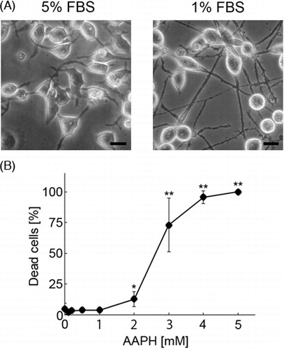 Figure 2. Photomicrographs showing neuro2a cells (A). In order to determine the condition of neurites, phase-contrast photomicrographs of the cells were taken. The scale bar represents 10 µm. AAPH induces death of neuro2a cells (B). Neuro2a cells were treated with various concentrations of AAPH. After 24 hours, the number of dead neuro2a cells was counted using the trypan blue dye exclusion assay. Each point represents the mean of three independent experiments. At least three wells were counted per experiment. Data were analyzed using the Student's t-test (*P < 0.05, **P < 0.01) and one-way ANOVA.