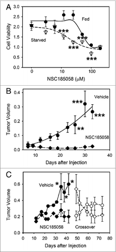 Figure 8. Osteosarcoma tumors treated with ATG4B antagonist NSC185058 fail to grow. (A) Saos-2 cells were incubated in nutrient-rich (closed circles) or amino acid-deprived (open triangles) medium in the presence of NSC185058 (3 to 200 μM). After 48 h, cell viability was quantified by MTT-based assays. The values represent the mean ± SEM (n = 6). The statistical differences between comparable concentrations of NSC185058 are indicated. ***P < 0.001 (B) Immunodeficient nu/nu female mice were injected subcutaneously with 6 × 106 Saos-2 (GFP-LC3B) cells. At 7 d, the mice were divided into 2 groups of 5 mice each and injected IP on Monday, Wednesday, and Friday with either peanut oil vehicle or NSC185058 (100 mg/kg body weight) in peanut oil. This is a dosage that we have shown is sufficient to suppress liver autophagy in the mouse. The values represent the mean ± SEM (n = 4) of tumor volumes (cm3). (C) A second set of immunodeficient nu/nu female mice was injected subcutaneously with 6 × 106 Saos-2 (GFP-LC3B) cells. Palpable tumors were detected at 12 d, and the mice were divided into 2 groups and injected IP on Monday, Wednesday, and Friday with either peanut oil vehicle (n = 8) or NSC185058 (100 mg/kg body weight) dissolved in peanut oil (n = 9). At 45 d, a crossover was done. The vehicle treated group was subjected to NSC185058 (open diamonds), while the NSC185058 treated group was switched to vehicle alone (open circles). NSC185058 significantly inhibited tumor growth, but the changes in tumor size after crossover failed to reach statistical significance. The values represent the mean ± SEM (n = 8 to 10) of tumor volumes (cm3 × 10−1). The statistical differences between comparable time points are indicated. *P < 0.05; **P < 0.01; ***P < 0.001