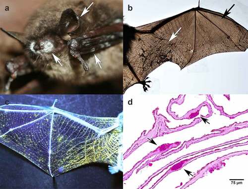 Figure 1. Cave hibernating Myotis lucifugus with white-nose syndrome caused by Pseudogymnoascus destructions. (a) White patches seen grossly on the muzzle, ear, and wing membrane (white arrows) are aerial hyphae with conidia. Photograph used with permission from Gregory Turner, Pennsylvania game commission, USA. (b) Dark areas of contraction (white arrow) are due to the infection of wing membrane with P. destructans. The black arrow points to a region of more normal tissue of the wing membrane. (c) A bat wing illuminated by 385-nm ultraviolet light. The yellow fluorescence corresponds to intraepidermal aggregates of hyphae [Citation4]. (d) Periodic acid Schiff-stained section of wing membrane from a bat with white-nose syndrome. Packets of intraepidermal, magenta-stained hyphae of P. destructans (arrows), previously termed ‘cupping erosions’ [Citation5], cause the fluorescence in (c). Absence of inflammatory cell reaction is consistent with immune downregulation that occurs during hibernation.