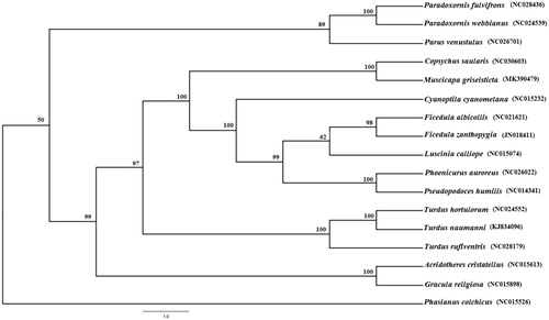 Figure 1. Maximum-likelihood (ML) tree of 17 species from Passeriformes was constructed based on the dataset of 12 mitochondrial protein coding genes (except ND6 gene) and 2 rRNA genes .