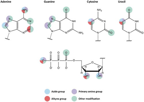Figure 2. Available modifiable building blocks for solid-phase synthesis. Attachment sites for all four natural nucleotides are shown, as well as attachment sites on the ribose moiety.