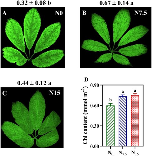 Figure 2. The contents of chlorophyll (Chl) in P. notoginseng grown under different nitrogen levels. Chl Index (Chlldx) imaging were obtained using a multifunctional plant photosynthetic phenotyping system (Plant Explorer Pro+) (A–C); (D) Chl contents (mmol·m−2). Values for each point were means ± SD (n = 3). Significant differences are indicated by letters (ANOVA; P < 0.05).