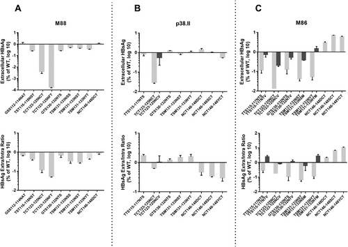 Figure 3. Impact of N-glycosylation mutations in the MHR on intra- and extra-cellular production of recombinant HBsAg in transfected HuH-7 cells. HBsAg levels in the culture supernatants and transfected cell lysates were measured by EIA and normalized according to SEAP activity. The mean relative levels of EC HBsAg production (upper part) and EC/IC ratio (lower part) of mutant recombinant HBsAg were expressed as a log value proportionally to the levels obtained of wild-type HBsAg. Standard deviations are shown for three or more independent cultures. Mutations investigated are indicated and dark bars represent HBsAg production from non-existing mutants created in this study to confirm the impact of additional N-glycans.