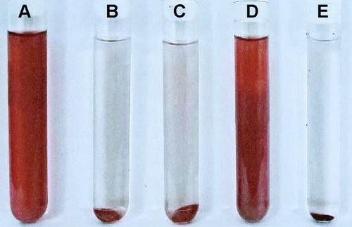 Figure 7 Effect of free cordycepin and CPNPs on the hemolysis of in rat RBCs. (A) distilled water; (B) normal saline; (C) 50 µg/mL free cordycepin; (D) 100 µg/mL free cordycepin; (E) 100 µg/mL CPNPs.