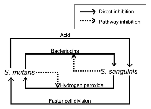 Figure 3 Interaction between S. mutans and S. sanguinis. Lines indicate inhibition pathways, and the direction of the arrow indicates the direction of inhibition or facilitation.