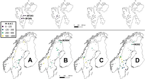 Figure 4. Geographical distributions of the specimens belonging to Scorpidium revolvens grade A (A) and lineages B–D (B, C, D) in Figures 2 and 3. Small grey dots indicate all sampled sites, whereas larger coloured dots indicate sites from which the respective groups were sampled. Different colours indicate different elevation spans. The Scandinavian specimens closest to the base of the network in (A) (cf. Figures 2, 3) and two specimens in (B) and (D), which are discussed in the text, are indicated with lines and specimen numbers.