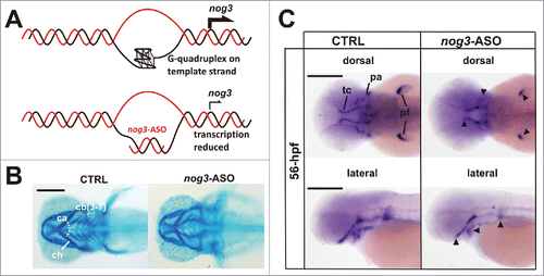 Figure 2. Noggin 3 (nog3), a gene required for proper craniofacial cartilages development, is regulated in vivo by G-quadruplex. (A) Strategy to specifically block G-quadruplex formation using an antisense oligonucleotide (nog3-ASO) microinjected in zebrafish embryos. (B) Alcian blue staining showing craniofacial cartilages (ca, ceratohyal cartilages angle; cb (3–7): ), ceratobranchial cartilages 3 to 7; ch, ceratohyal cartilage) of 4 days post-fertilization (4-dpf) larvae. Compared to controls (CTRL), nog3-ASO microinjected larvae display reduced head structures and abnormal craniofacial cartilage pattern. (C) Lateral and dorsal views of whole-mount in situ hybridizations showing reduced expression of nog3-mRNA in 56 hours post-fertilization (56-hpf) larvae microinjected with nog3-ASO when compared with controls (CTRL). pa, pharyngeal arches; pf, pectoral fin; tc, trabeculae cranii. Scale bars = 200 μm.