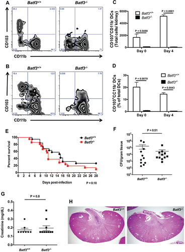 Figure 1. The transcription factor Batf3 is critical for the accumulation of CD103+ DCs in the mouse kidney but dispensable for protection against systemic candidiasis. (A-D) Kidney leukocytes were isolated from Batf3+/+ and Batf3−/− mice left uninfected or infected intravenously with C. albicans 4 d prior to harvest, and analyzed using flow cytometry. (A-B) Representative zebra FACS plots from uninfected mice (A) or Candida-infected mice at day 4 p.i. (B) after gating on live CD45+MHCIIhighF4/80−CD11c+ DCs, and plotting based on CD103 and CD11b expression. (C) Total number of CD103+CD11b− DCs in the uninfected and Candida-infected kidney. (D) Percentage of CD103+CD11b− cells within all DCs in the uninfected and Candida-infected kidney. (E) Survival of Candida-infected Batf3+/+ and Batf3−/− mice. (F) Kidney fungal burden in Candida-infected Batf3+/+ and Batf3−/− mice determined at day 4 p.i. as the number of CFUs/gram of tissue. (G) Serum creatinine levels of Candida-infected Batf3+/+ and Batf3−/− mice at day 4 p.i. (H) Representative H&E stained kidney sections from Candida-infected Batf3+/+ and Batf3−/− mice at day 4 p.i. Data in (C, D, F, and G) were analyzed using unpaired t-tests or Mann-Whitney U tests, where appropriate. Data in (E) were analyzed using a log-rank (Mantel-Cox) test. Data in (A-D) are representative FACS plots or combined data from 2 independent experiments with a total n of 5–6 mice/group. Data in (E) are combined from 2 independent experiments with a total n of 19–21 mice/group. Data in (F-G) are combined from 2–3 independent experiments with a total n of 8–11 mice/group. Histology sections in (H) are representative images from 2 independent experiments with a total of 4–5 mice/group.