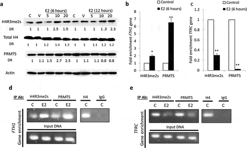 Figure 4. PRMT5-dependent methylation of H4 (H4R3me2s) regulates FTH1 gene expression. (a) Lysates from Hep-G2 cells treated with 5, 10 or 20 nM E2 for 6 or 12 hours were assessed for H4R3me2s, and PRMT5 proteins; Actin was used as a loading control. Enrichment for (b) FTH1 gene and (c) TFRC gene fragments isolated by anti-H4R3me2s or anti-PRMT5 antibodies was assessed by qPCR and expressed as fold-change relative to the respective control. ChIP assay showing the interaction of H4R3me2s and PRMT5 proteins with (d) FTH1 gene and (e) TFRC gene fragments obtained from E2-treated and control Hep-G2 cells; isotype-matched negative antibody (IgG) is shown to left of each set, formaldehyde was used for crosslinking. Only one representative figure, out of at least two independent experiments is shown. In each bar graph, the data represent means ± SEM. *P < 0.01, and **P < 0.001 compared with control. (C: control, V: vehicle, and E2: Estrogen)