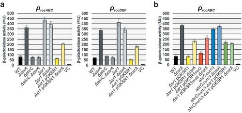 Figure 6. Effects of CsrA on the transcription from rocABC and rocDEF promoters.Transcriptional procABC-lacZ and procDEF-lacZ fusions were integrated into the amyE locus of B. subtilis and β-galactosidase activities measured after growth in TY medium until stationary phase at OD600 = 4.5. The indicated values are the results of three biological replicates. Error bars represent standard deviations. (a) DB104 wild-type and the indicated isogenic knockout and overexpression strains were used. (b) Effects of mutations in SR1 GGA2 and ahrC GGA1* and GGA3*. The indicated strains were used. VC, vector pMG16 with promoterless lacZ integrated into the amyE locus.